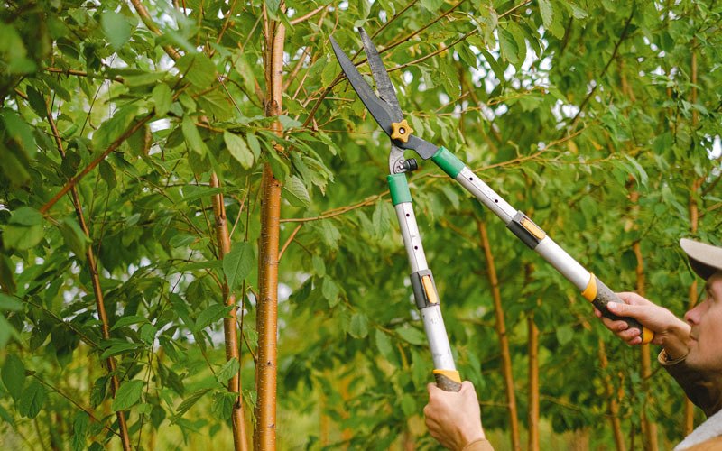 Tree trimming in Pownal, VT