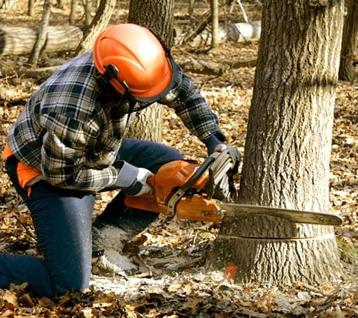 Tree Removal in Pownal, VT